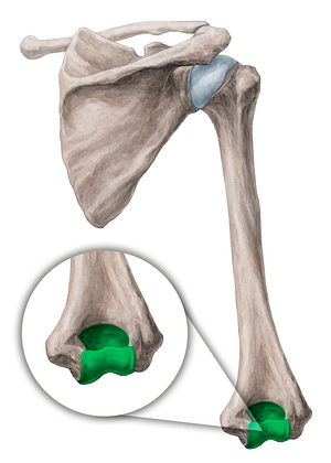 Condyle of humerus (#19944)