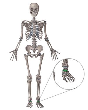 Navicular bone (#7438)