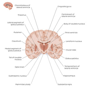 Coronal section of the brain (thalamus level): Gray matter structures (English)