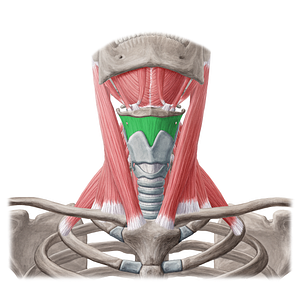Thyrohyoid membrane (#5054)