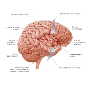 Arteries of the brain - Lateral view (Latin)