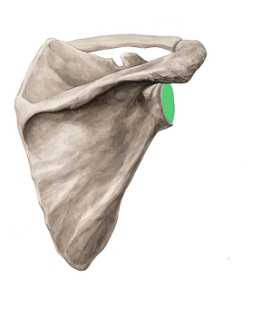 Glenoid fossa of scapula (#2531)