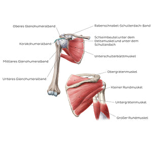 Shoulder joint - Anterior/posterior (German)
