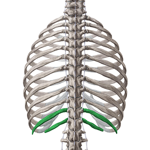 Floating ribs (#3048)