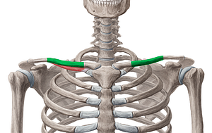 Body of clavicle (#2912)