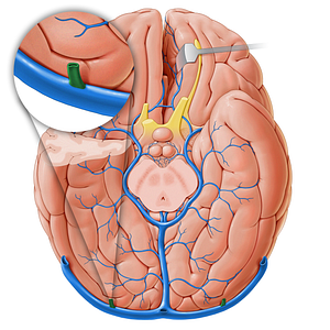 Cerebellar vein (#18249)
