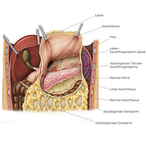 Omental bursa (relations) (German)