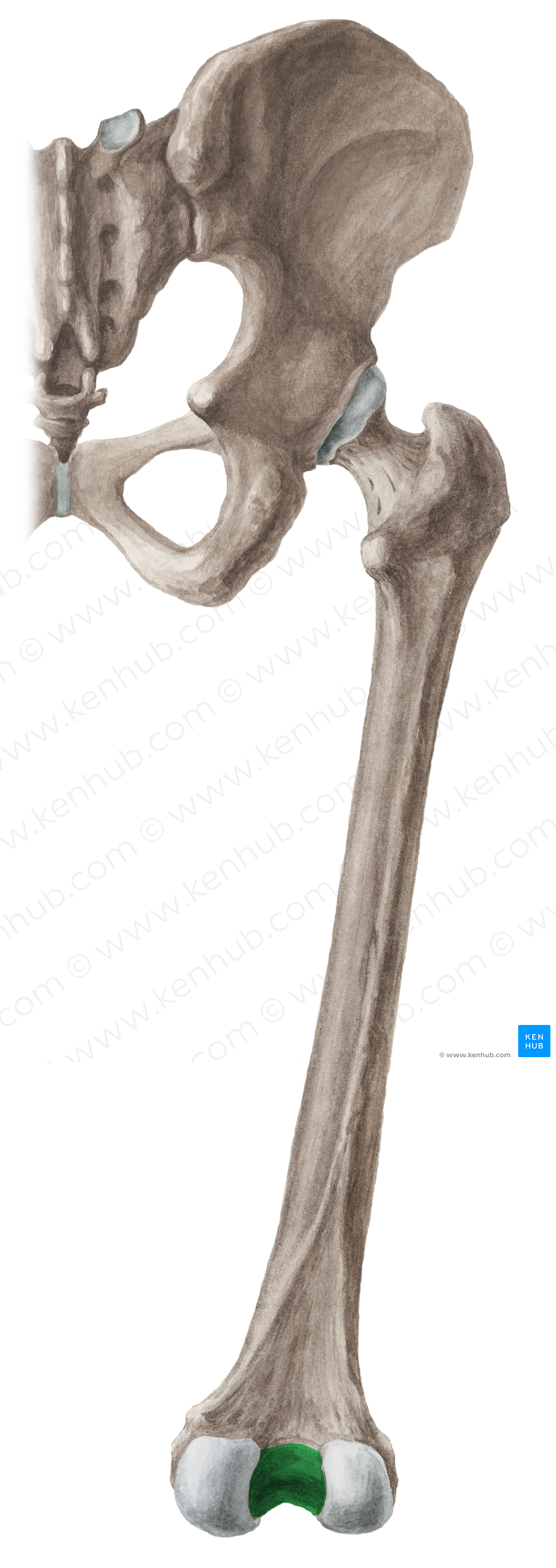 Intercondylar fossa of femur (3856) Kenhub Image License Store