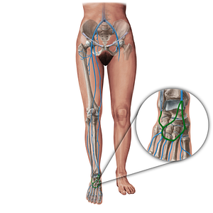Dorsal venous arch of foot (#19423)