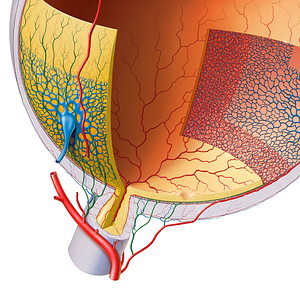 Short posterior ciliary arteries (#1124)