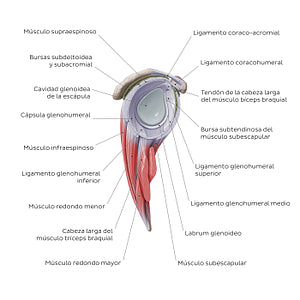 Shoulder (glenohumeral) joint (Spanish)