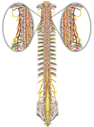 Spinal nerves C1-C8 (#6200)