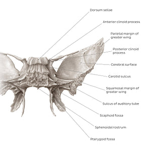 Sphenoid bone (posterior view) (English)