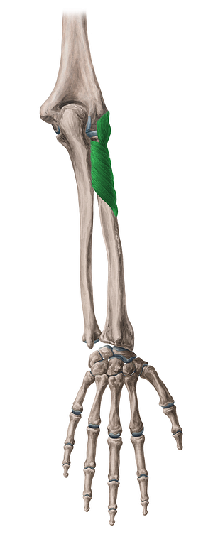 Supinator muscle (#6053)