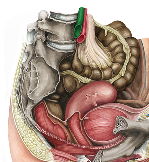 Right common iliac vein (#10284)