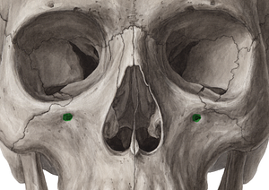 Infraorbital foramen of maxilla (#3735)
