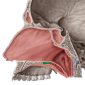 Horizontal plate of palatine bone (#4387)