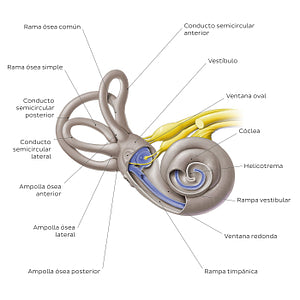 Bony labyrinth (Spanish)