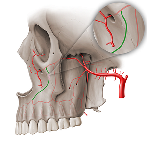 Anterior superior alveolar artery (#18503)