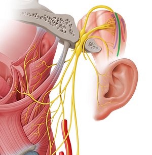 Spinal nucleus of trigeminal nerve (#7260)