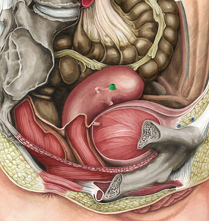 Uterine tube (#9680)