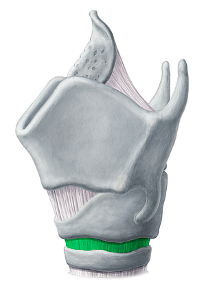 Cricotracheal ligament (#4516)