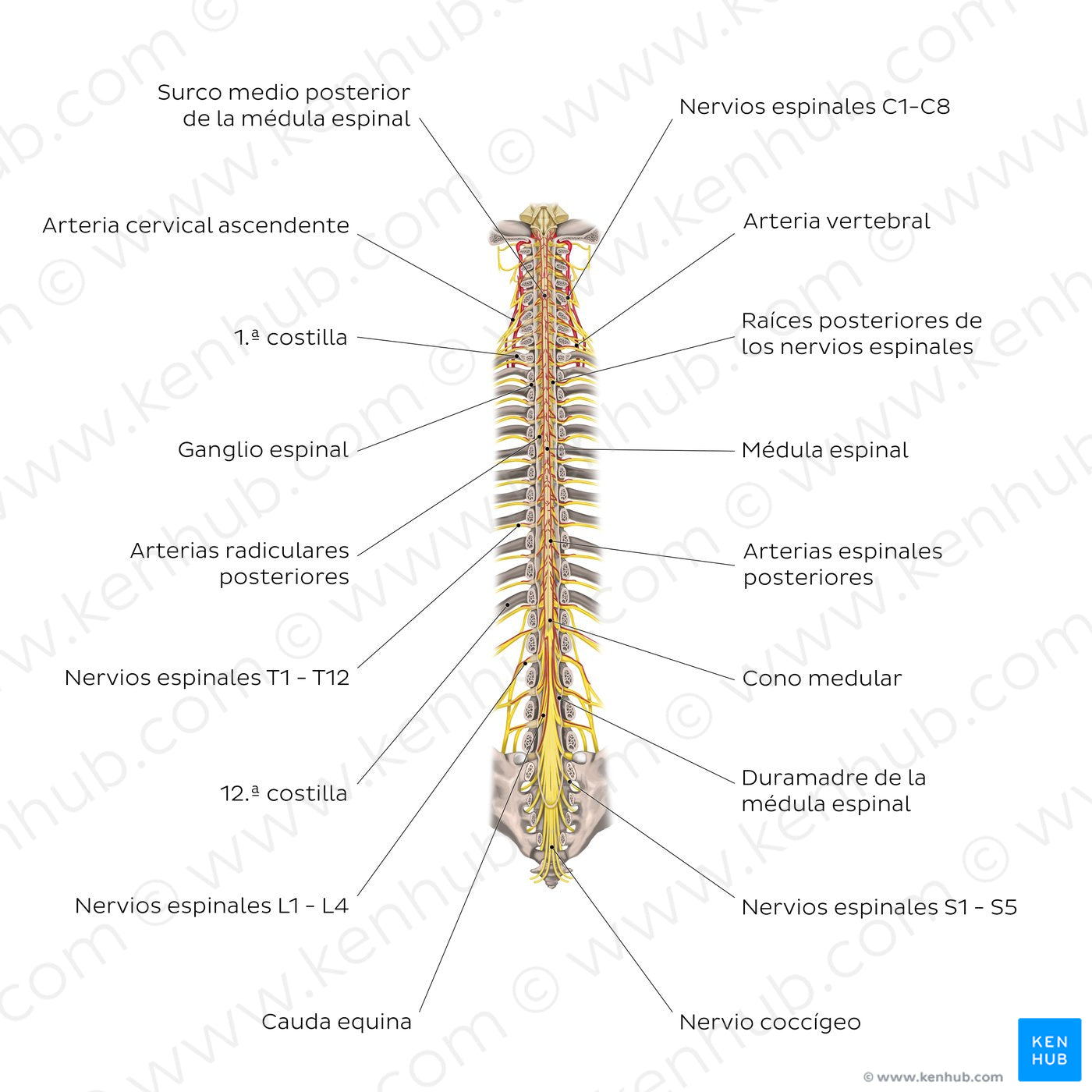 Structure of the spinal cord (Spanish) Kenhub Image License Store