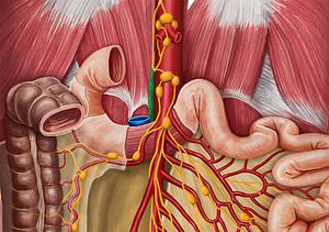 Cisterna chyli (#2629)