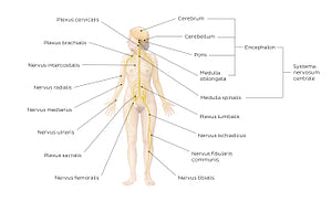 Nervous system (Latin)