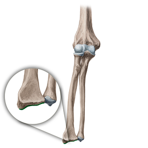 Carpal articular surface of radius (#21339)