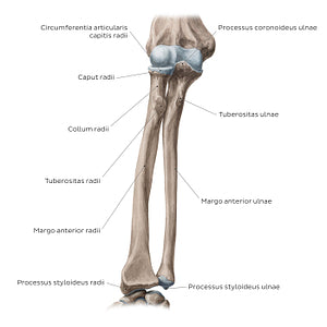 Radius and ulna: Anterior view (Latin)