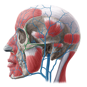 Transverse facial vein (#10660)