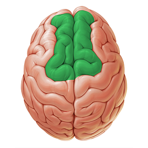Superior frontal gyrus (#19065)