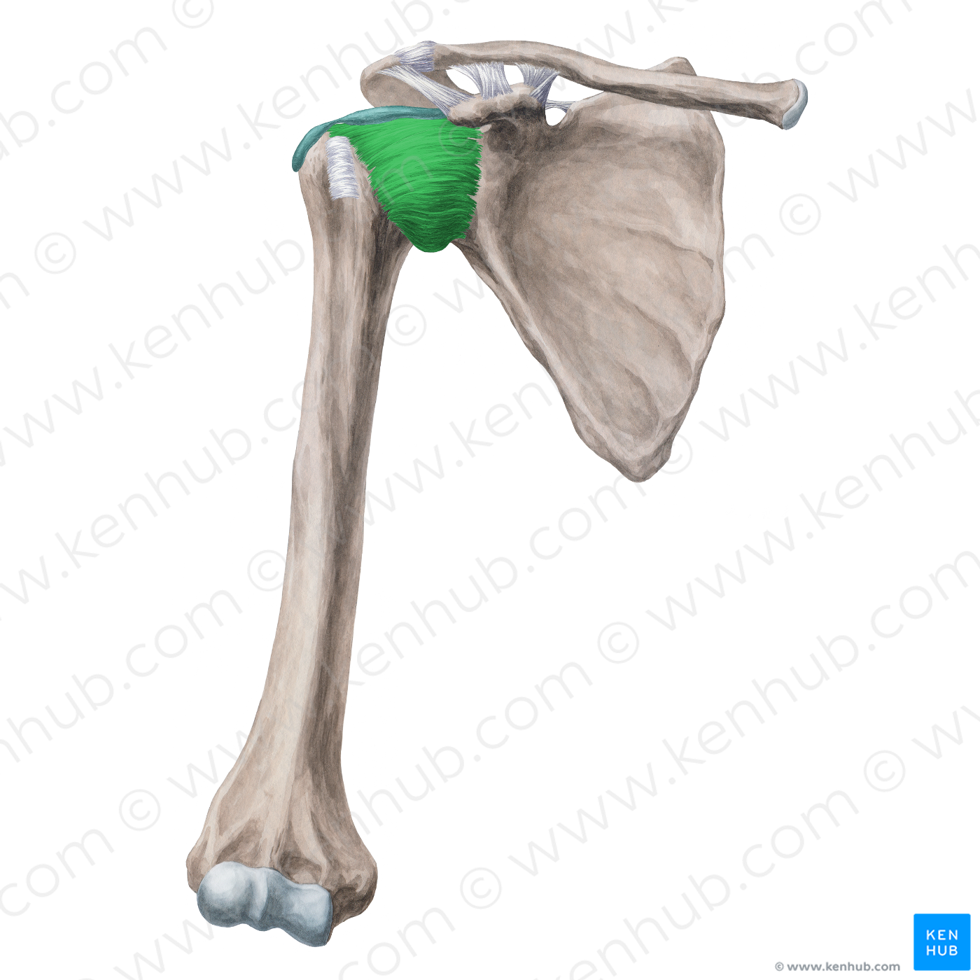 Glenohumeral ligaments (4458) Kenhub Image License Store