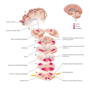 Corticonuclear tract (English)
