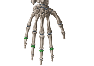 Bases of middle phalanges of 2nd-5th fingers (#2147)