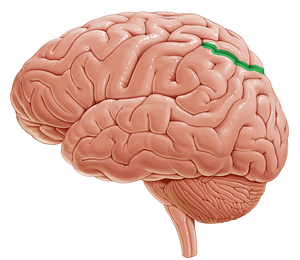 Intraparietal sulcus (#9273)