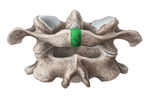 Posterior tubercle of atlas (#9752)