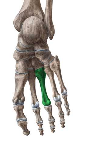 3rd metatarsal bone (#7427)