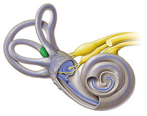 Simple bony limb (#3159)