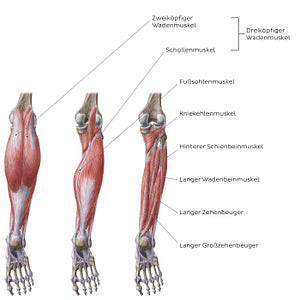 Muscles of the leg (Posterior view) (German)