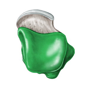 Body of talus (#3004)