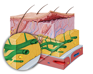 Subcutaneous plexus (#507)