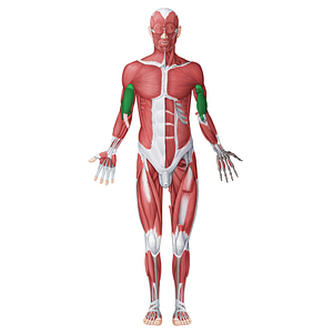 Anterior (flexor) muscles of arm (#20049)
