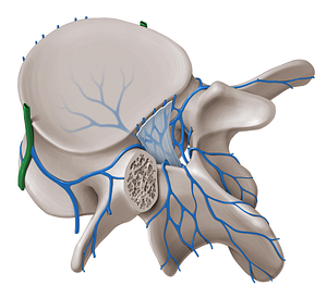 Ascending lumbar vein (#10385)