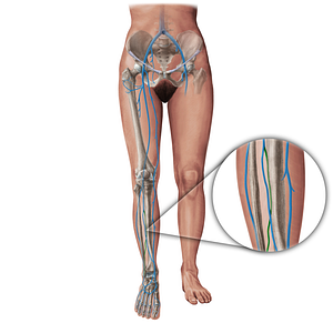 Posterior tibial vein (#19421)