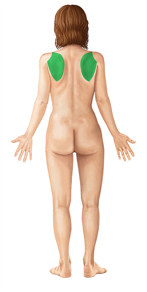 Scapular region (#446)