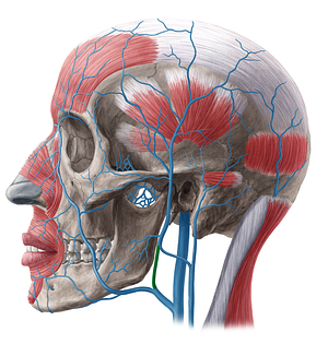Anterior division of retromandibular vein (#31)
