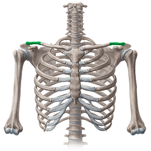 Lateral 1/3 of clavicle (#17330)