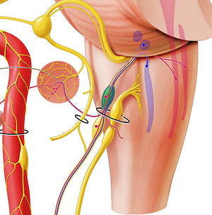 Superior ganglion of glossopharyngeal nerve (#4021)